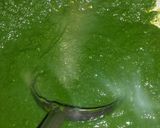 A picture of step 9 of Golden balls in green gravy.