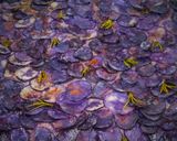 A picture of step 5 of My Genovese Focaccia with Purple Potatoes.