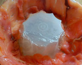 Foto del paso 2 de la receta: Corona de salmón ahumado