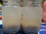 Barley Drink