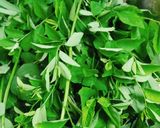 Hình bước làm 2 của món Canh bồ ngót nấu hến