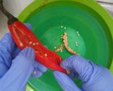 Foto langkah ke 3 dari resep Gochu Twigim (Cabe Isi Ayam ala Korea).
