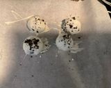 A picture of step 5 of REINDEER DROPPINGS (OREO BALLS).