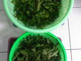 Oseng² Daun pepaya praktis Dan enak