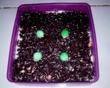 Foto langkah ke 4 dari resep Homemade chesse cake .