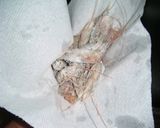 Foto del paso 5 de la receta: Cabeza de Camarón frito