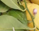 Une image de l'étape 10 de 🥧Cake citron 🍋 pavots 🍂.