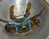 Foto langkah ke 1 dari resep Tomyam Kepiting With Jamur Enokitaki & Baby Pakcoy.
