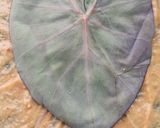 A picture of step 13 of Colocasia Leaves/Patod/Patra/Arbi ke patte.