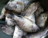 Foto langkah ke 1 dari resep Ikan Mujair Goreng.