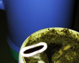 Foto del paso 1 de la receta: Mate infusionado con aloe, pomelo y jengibre