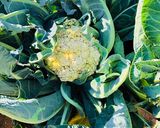 A picture of step 1 of Organic Home Grown Cauliflower and Greens Salad.
