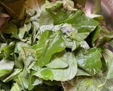 A picture of step 1 of Note Shaak Bhaaja (Green Amaranth).
