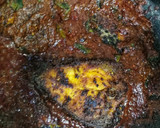 मंगलोरियन फिश तवा फ्राय (fish tawa fry recipe in marathi) रेसिपी स्टेप 6 फोटो 