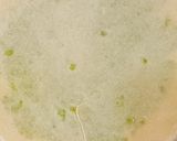A picture of step 5 of Winter special green Peas Paratha.