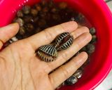 Foto langkah ke 1 dari resep Kerang Dara Rebus.