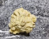 Foto del paso 4 de la receta: Medialunas de Manteca sin gluten
