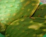 Foto del paso 1 de la receta: Nopales capeados en salsa verde