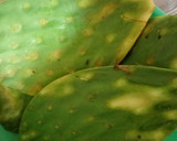 Foto del paso 1 de la receta: Nopales capeados en salsa verde