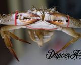 Foto langkah ke 1 dari resep Kepiting / Rajungan lada hitam.