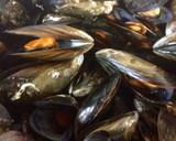 Foto del paso 1 de la receta: Mejillones en escabeche de cítricos 