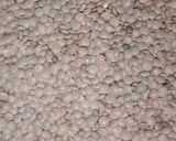 A picture of step 1 of Masoor daal.