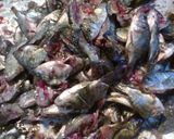 Foto langkah ke 1 dari resep Keripik Ikan Mujaer.