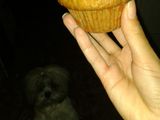 Carrot cake muffins con frosting de queso