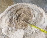 Foto del paso 4 de la receta: Pan integral con semillas. Técnica Tang Zhong