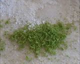 Foto del paso 1 de la receta: Scons