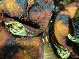 Ikan Tongkol Masak Sambal