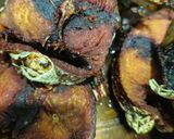 Gambar langkah 1 resipi Ikan Tongkol Masak Sambal.