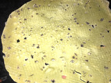 Masala papad