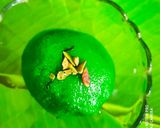 A picture of step 3 of Tiranga Sooji Pitha.