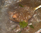 சிக்கன் பெப்பர் கிரேவி ரெசிபி ஸ்டேப் 6 புகைப்படம்