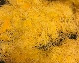 A picture of step 1 of Healthy Kunafa.