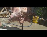 Foto del paso 10 de la receta: Cordero a la asador (paso a paso)