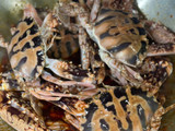 Ketam Masak Merah
