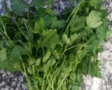 Foto del paso 1 de la receta: Perejil en Aceite