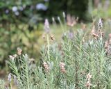 Foto del paso 1 de la receta: Lavanda Latte ☕️