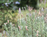 Foto del paso 1 de la receta: Lavanda Latte ☕️