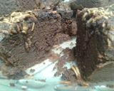 Foto langkah ke 10 dari resep Brownies panggang keju.