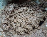 Foto del passaggio 7 della ricetta Torta alle nocciole