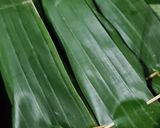 Foto langkah ke 5 dari resep Pepes tongkol mangga muda.