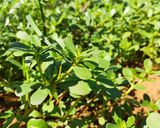 A picture of step 11 of Purslane and Ricotta Frittata.