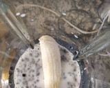 Foto del paso 2 de la receta: Bizcocho con arándanos sin azúcar