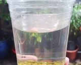 Hình bước làm 1 của món Làm GIÁ sạch tại nhà