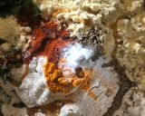 A picture of step 1 of Unidhyu(in cooker with 1tbsp oil).