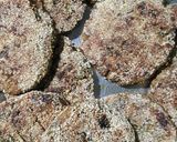 A picture of step 14 of Tikki Pav Burger.