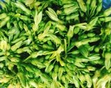 Hình bước làm 1 của món Bông Thiên Lý Xào Nấm Rơm